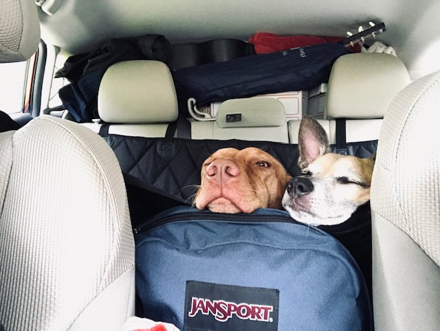 dogs-in-car_orig